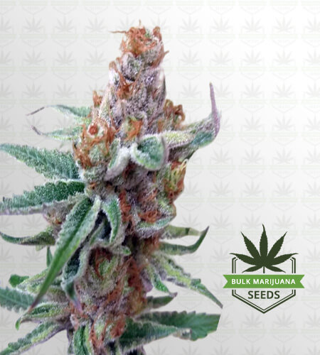 Redwood Kush