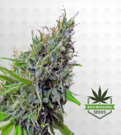 Sugar Kush