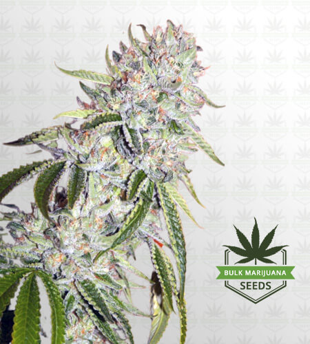 White Fire OG