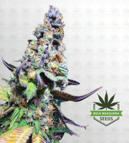 Yoda OG