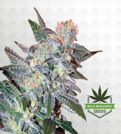 Yumbolt Feminized