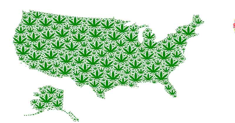 Bulk marijuana seeds in Alaska