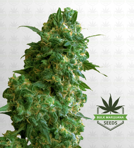 Afghan Chocolope Feminized Fast Version Marijuana Seeds