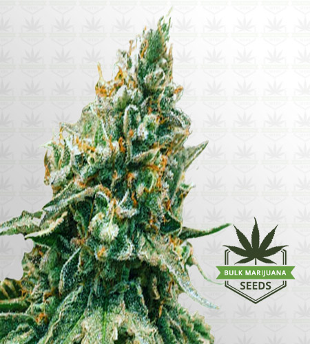 Baklava Feminized Fast Version Marijuana Seeds