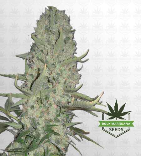 Big Bud Feminized Fast Version Marijuana Seeds