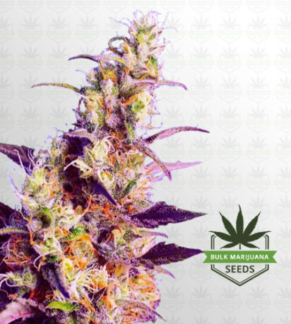 CBD Indica Fast Version Marijuana Seeds