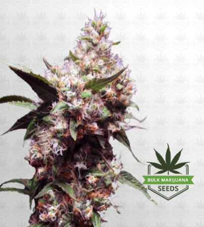 Cherry Blaster Feminized Fast Version Marijuana Seeds
