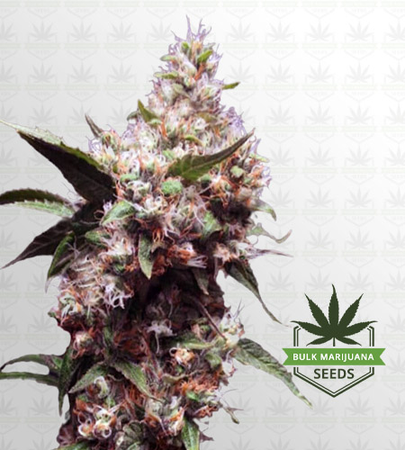 Cherry Blaster Feminized Fast Version Marijuana Seeds