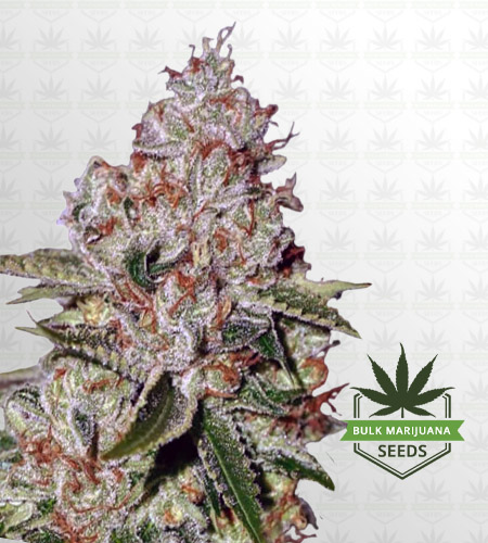 Chocolate Pudding Feminized Fast Version Marijuana Seeds
