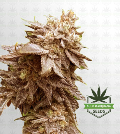 Cola Kush Feminized Fast Version Marijuana Seeds