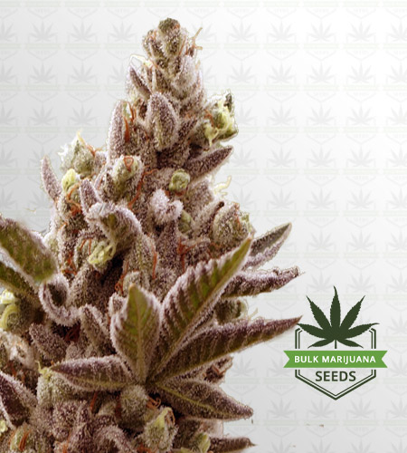 Corona Kush Feminized Fast Version Marijuana Seeds
