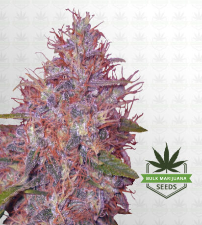 Early Feminized Fast Version Marijuana Seeds
