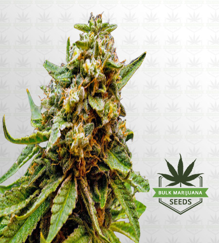 Killer Lemonade Autoflower Fast Version Marijuana Seeds