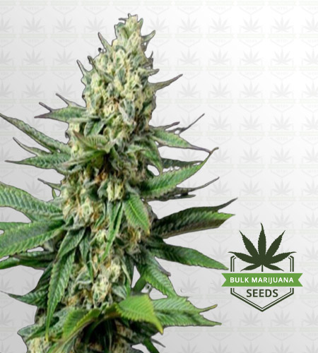 OG Kush Feminized Fast Version Marijuana Seeds
