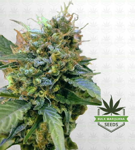 Zkitllez Autoflower Marijuana Seeds
