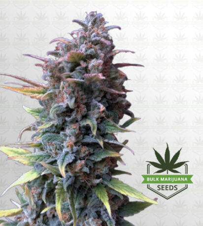 Zkittlez Feminized Marijuana Seeds