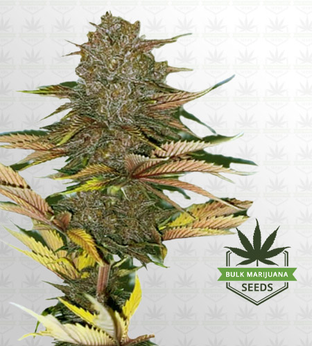 Zodiac Autoflower Fast Version Marijuana Seeds