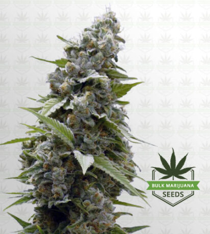 Zombie D.F