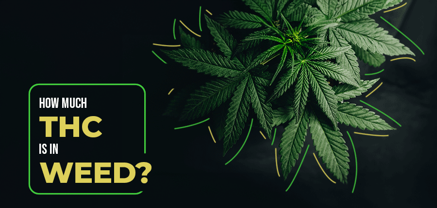 How Much THC is in Weed