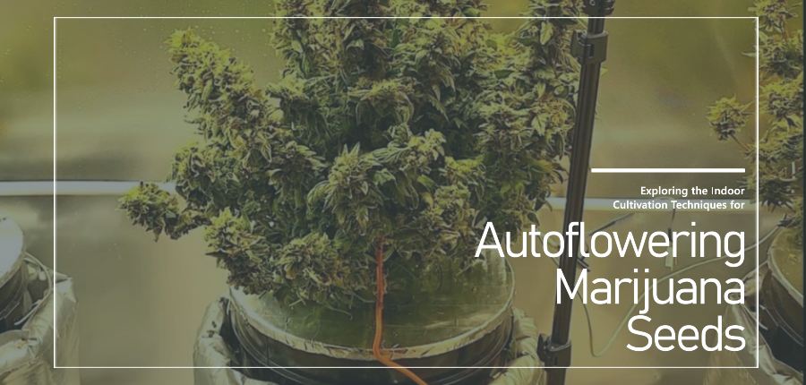 growing autoflower marijuana seeds indoors