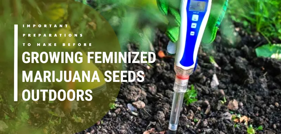 growing feminized marijuana seeds outdoors