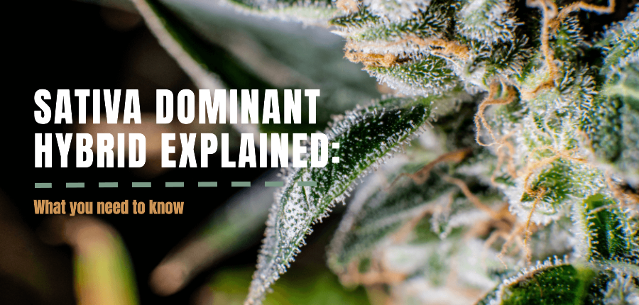 Sativa dominant hybrid marijuana seeds