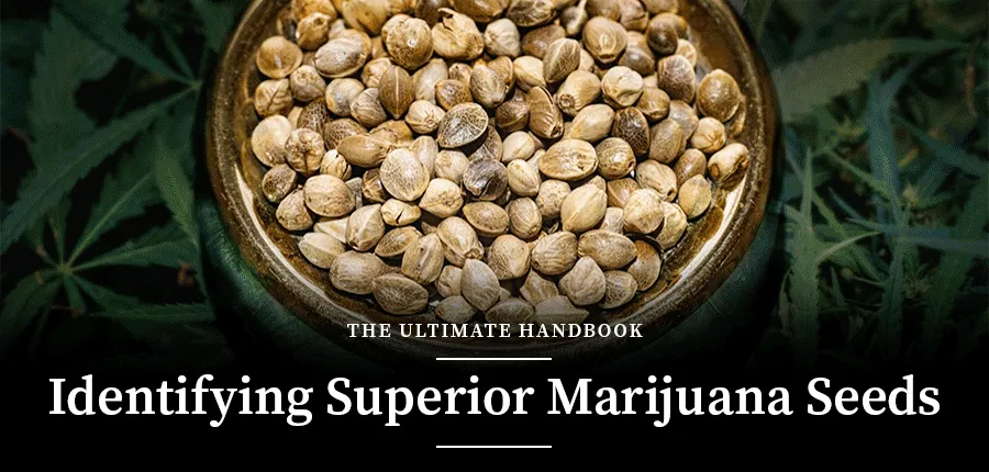 identifying high quality marijuana seeds