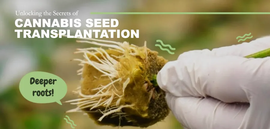 transplanting cannabis