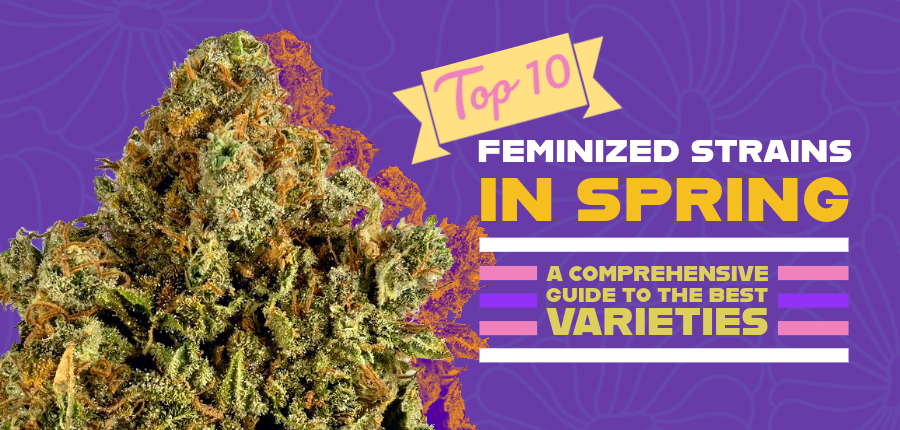 Feminized Strains