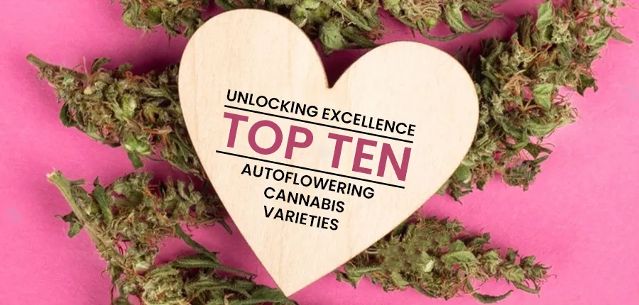 Autoflowering Cannabis Varieties