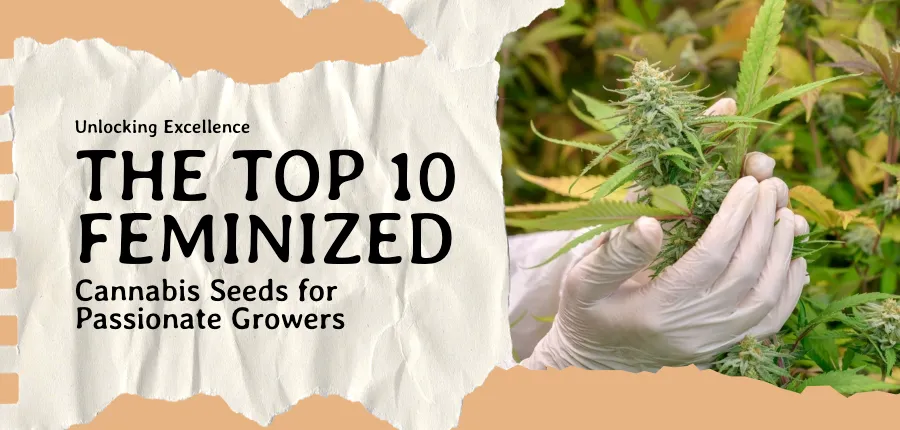 Feminized Cannabis Seeds