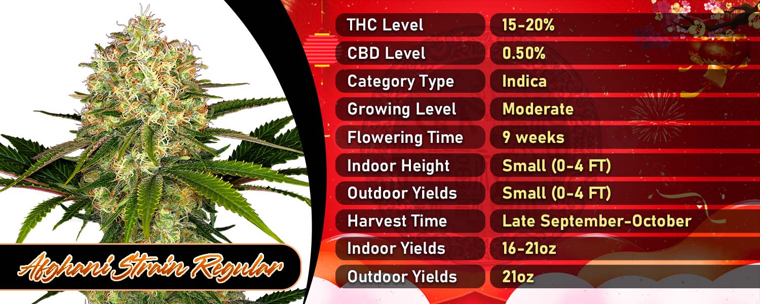 Afghani Strain Regular