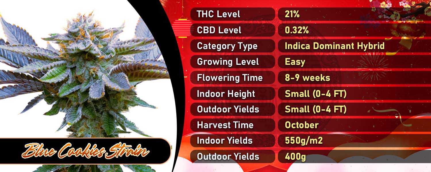 Blue Cookies Strain Feminized