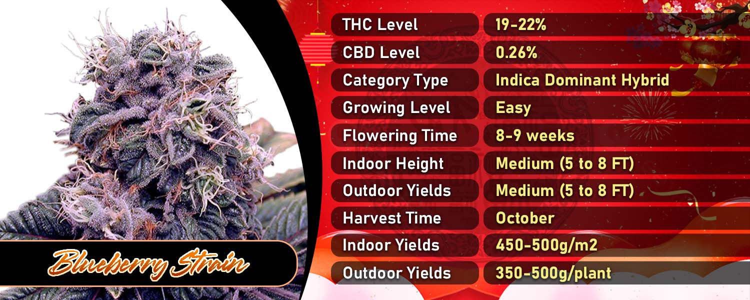 Blueberry Strain Regular