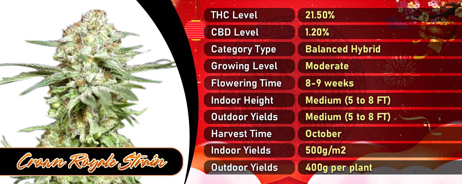 Crown Royale Strain Feminized
