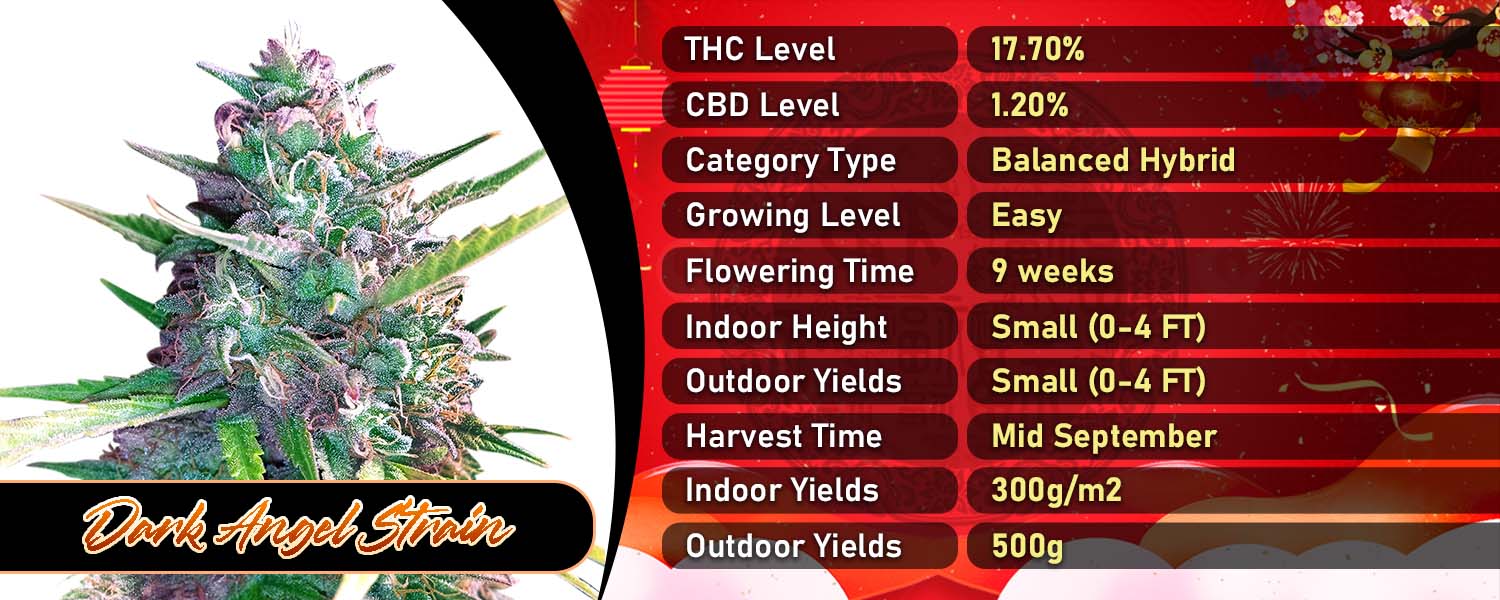 Dark Angel Strain Feminized