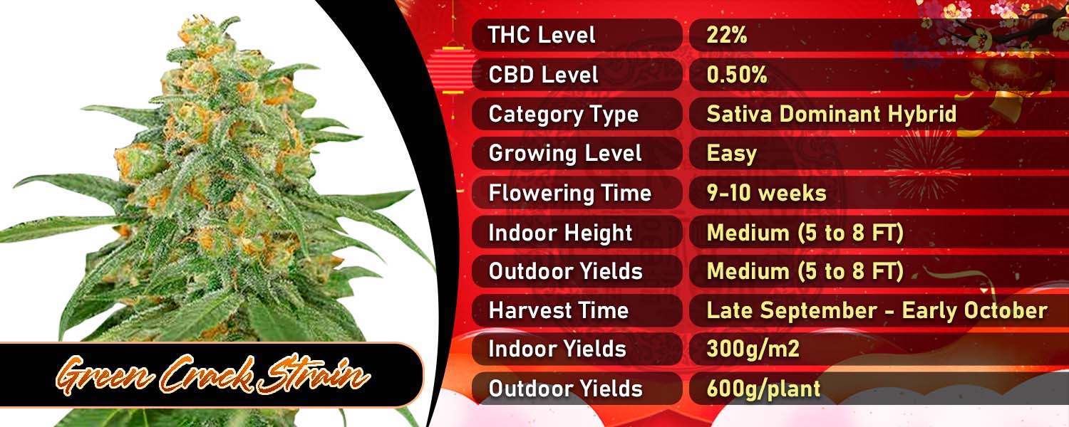 Green Crack Strain Feminized