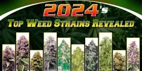 Best Weed Strains 2024