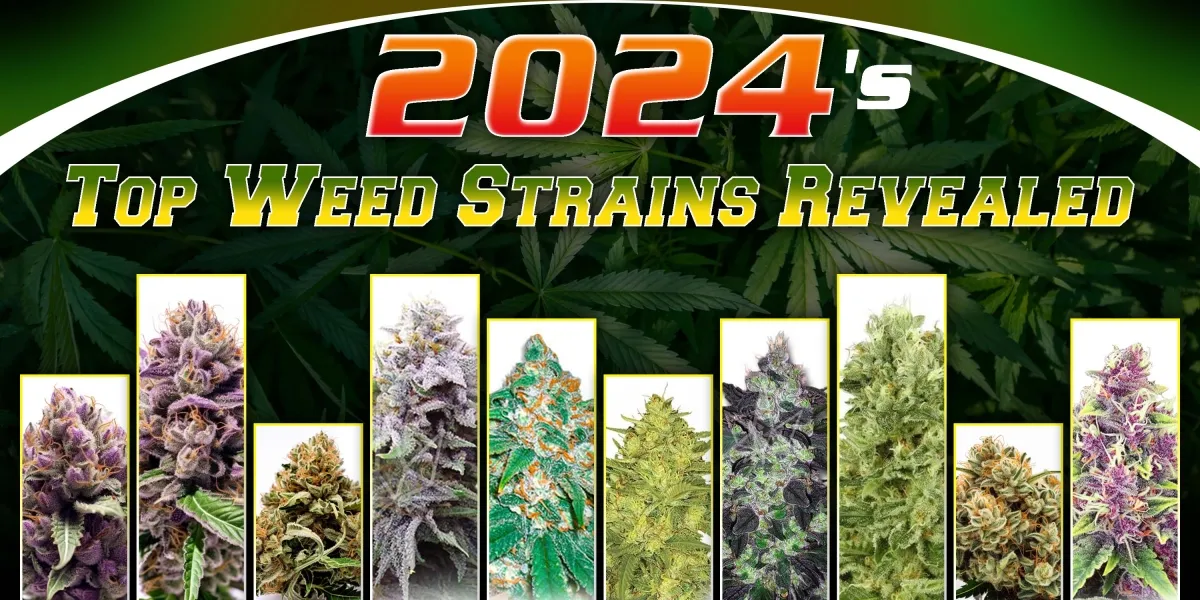Best Weed Strains 2024