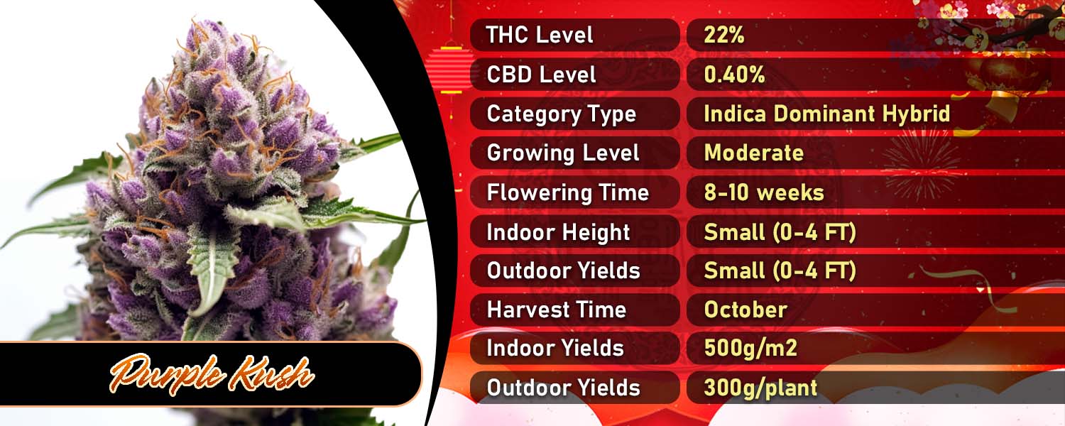 Purple Kush Feminized