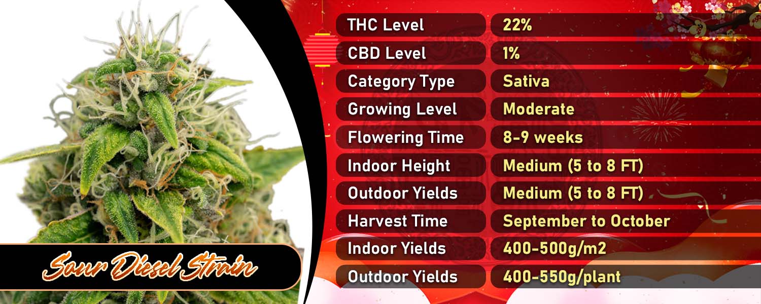Sour Diesel Strain Feminized