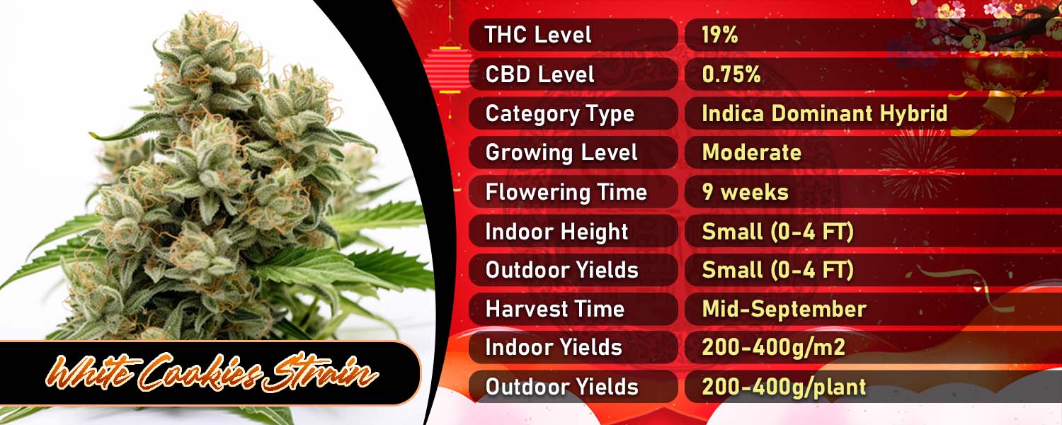 White Cookies Strain Feminized