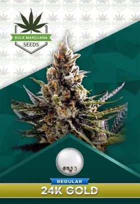 24K Gold Strain Regular Marijuana Seeds