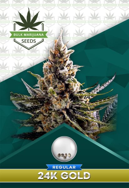 24K Gold Strain Regular Marijuana Seeds