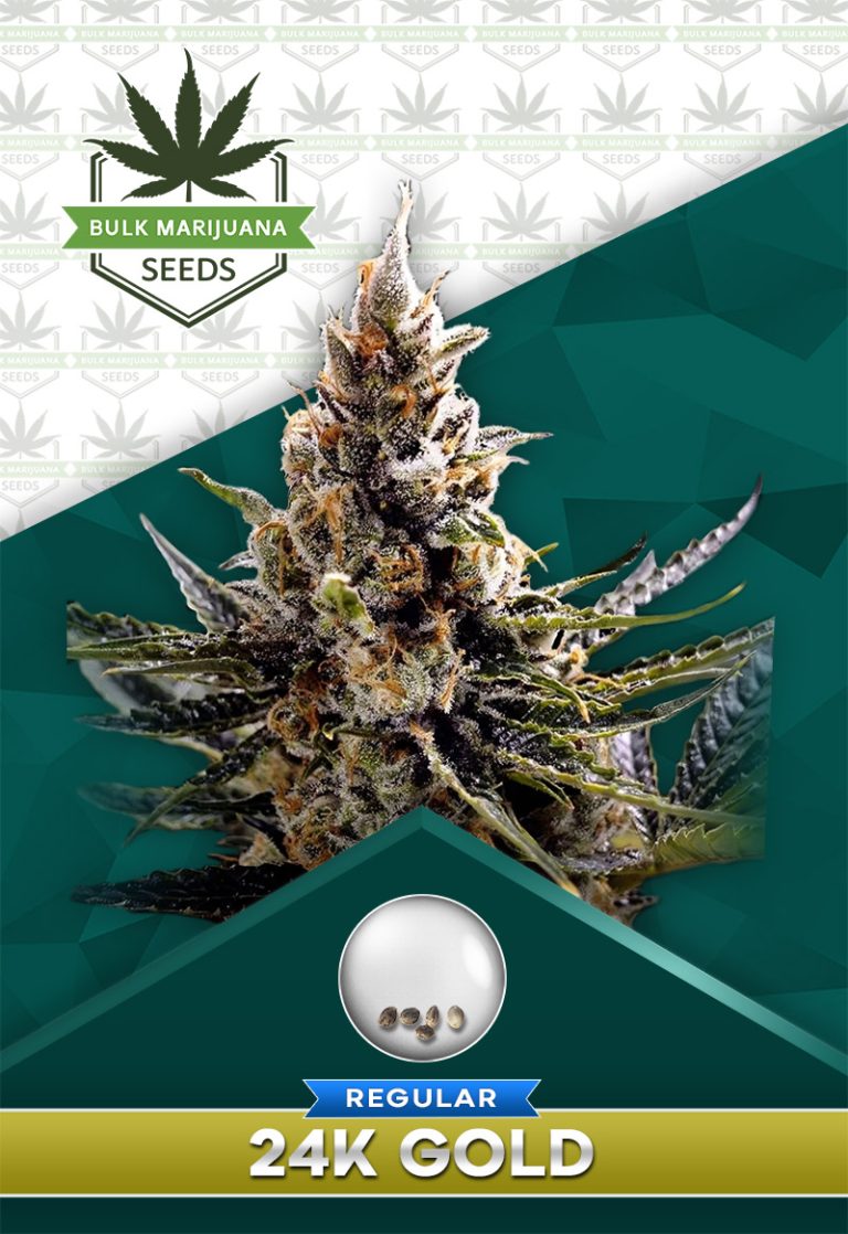 24K Gold Strain Regular Marijuana Seeds