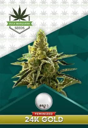 24K Gold Strain Feminized