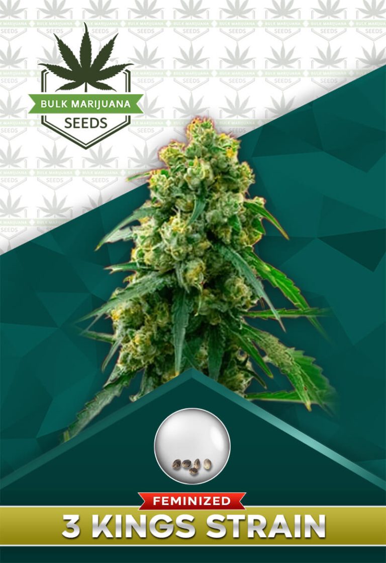 3 Kings Strain Feminized