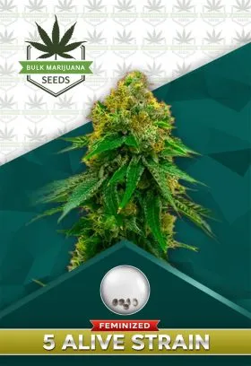 5 Alive Strain Feminized