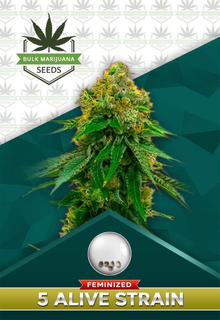 5 Alive Strain Feminized
