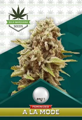 A La Mode Strain Feminized